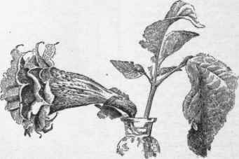 A triple form of Datura fastuosa, commonly known as D. cornucopia.