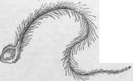 Achene of Clematis verticillaris. (XI)