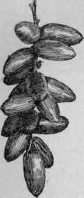 An American seedling date.