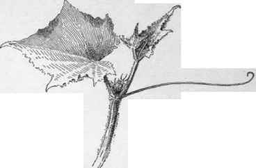 Branch of Cucumis sativus.