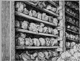Cabbage in winter storage in cabbage house.