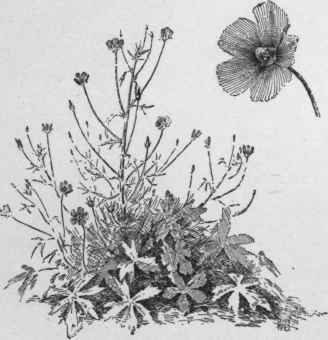 Callirhoe pedata.