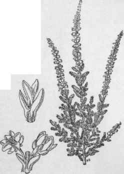 Calluna vulgaris. (Plant X 1/3)