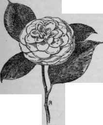Camellia japonica Abby Wilder.