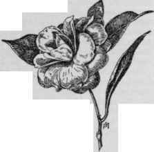Camellia japonica  Lucida.