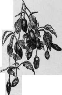 Capsicum frutescens.