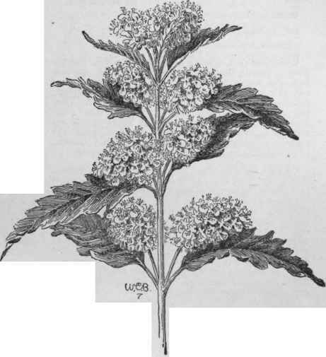 Caryopteris incana. (X 2/3)