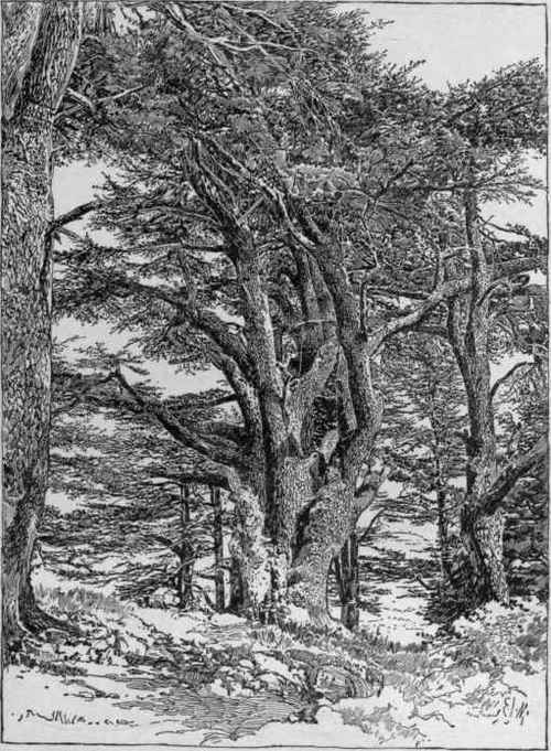 Cedars on Mt. Lebanon, Cedrus Libani.
