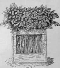 Celery crate.