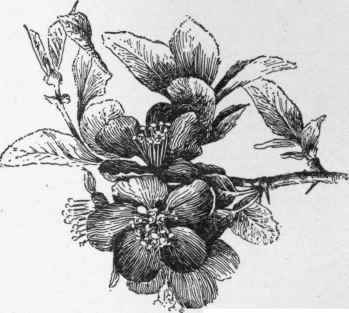 Chaenomeles japonica, the Japan or flowering quince. (X 1/2)