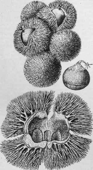 Chinquapin. (Nut and bur natural size.)