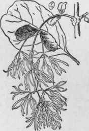 Chionanthus virginica