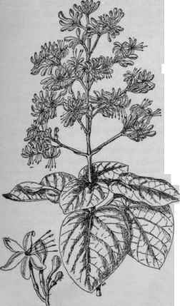 Clerodendron fallax. (X 1/5)