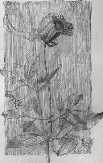 Cobaa scandens. (X 1/3)