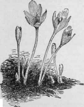 Colchicum autumnale. (X 1/3)