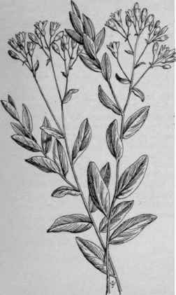 Comandra umbellata. (X 1/2)