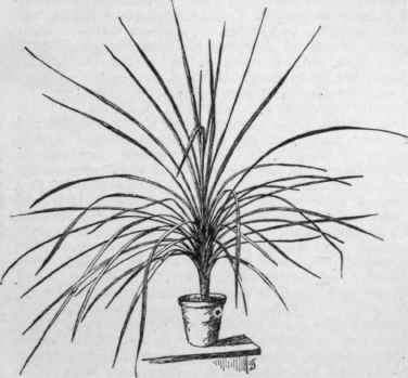 Cordyline australis C. indivisa of the trade.