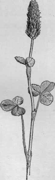 Crimson clover. Trifolium incarnatum. (X 1/3)