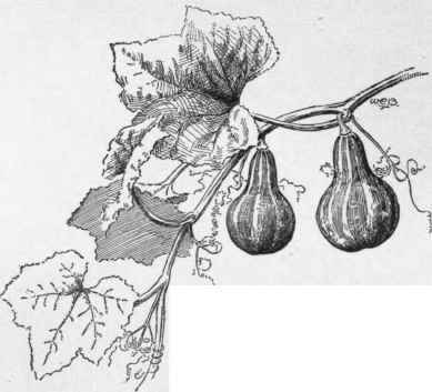 Cucurbita Pepo variety ovifera.