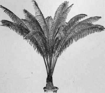 Cycas pectinata.