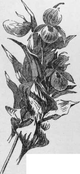 Cypripedium pubescens. (X 1/2)
