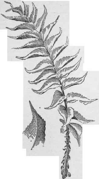 Cyrtomium falcatum. (Leaf X 1/4)