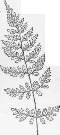 Cystopteris fragilis. (X 1/3)