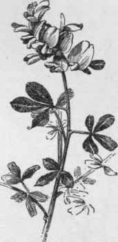 Cytisus racemosus. (X 1/2)