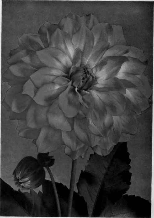 Dahlia.   Jeanne Charmet, one of the most beautiful Decorative dahlias