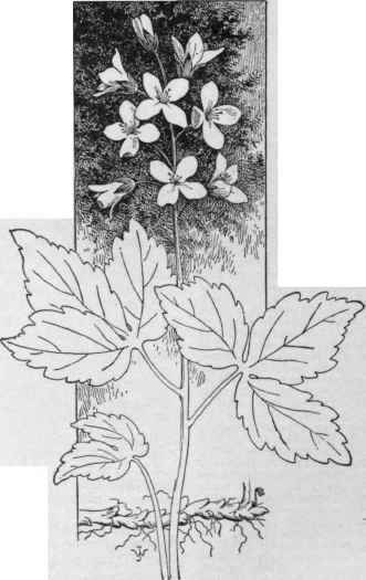 Dentaria diphylla. (X 1/2)