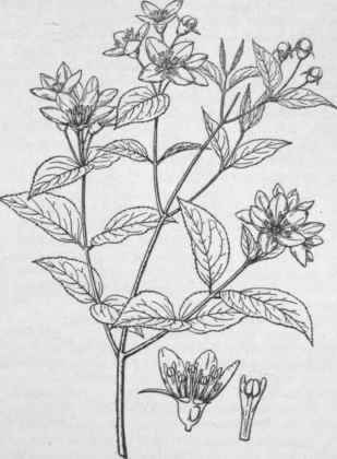 Deutzia purpurascens.