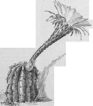 Echinopsis gemmata