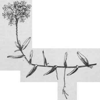 Epidendrum radicans. (X 1/6)