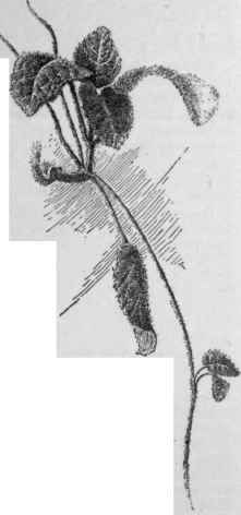 Episcea cupreata.