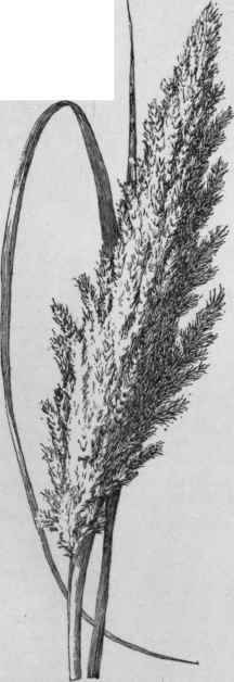 Erianthus Ravenna