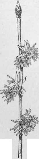 Flowers of Euptelea polyandra. (Natural size.)