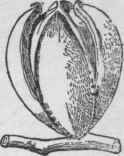 Fruit of C. ovalis, the false shagbark.