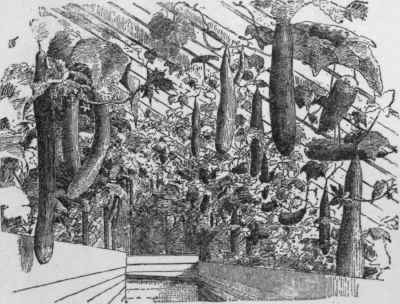 House of English cucumbers.
