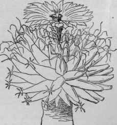 Leuchtenbergia principis, showing transformation from scales to petals.