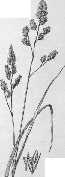 Orchard grass. Dactylis glomerata. (plant X 1/2)