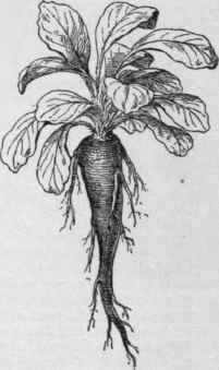Root of rampion Campanula Rapunculus.
