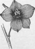 Single larkspur.  D. grandiflorum.