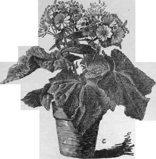 Small plant of the florists' cineraria.   Botanically Senecio cruentus.