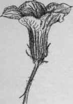 Staminate flower of Cucurbita maxima Hubbard squash. (X 1/3)
