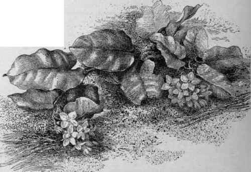 Trailing arbutus or Mayflower Epigaea repens.