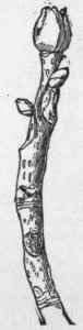 Twig of C. ovalis.