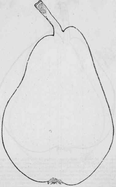 Bartlett Pear Of The Americans 123