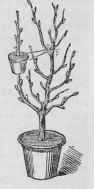 Leaves 102