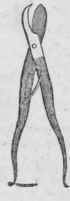 Shepherd s Beard Arnopogon 161