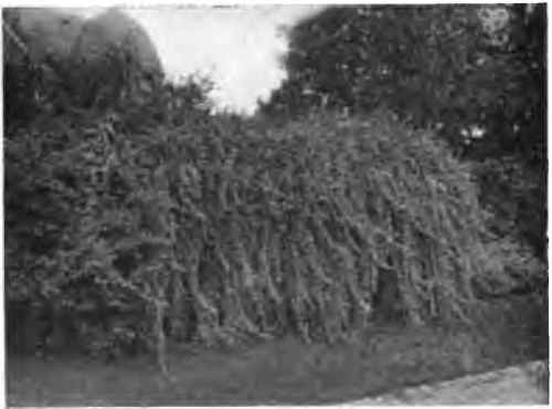 Arbour covered by one of the matrimony vines, Lycium barbatum.